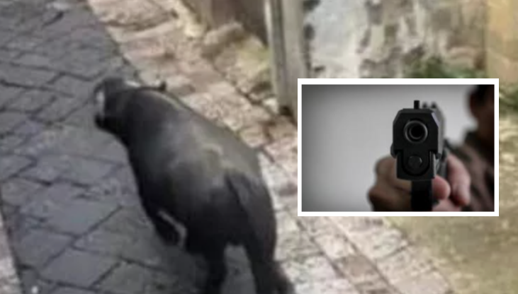 Campania, toro fugge dalla stalla e semina il panico in centro: l'animale ucciso da vigili e carabinieri