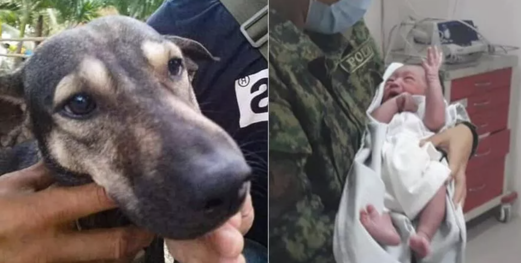 Cane-eroe, salva un neonato abbandonato in una discarica