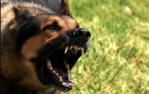 Paura nel Casertano, bimba di 7 anni azzannata da due cani randagi: è gravissima