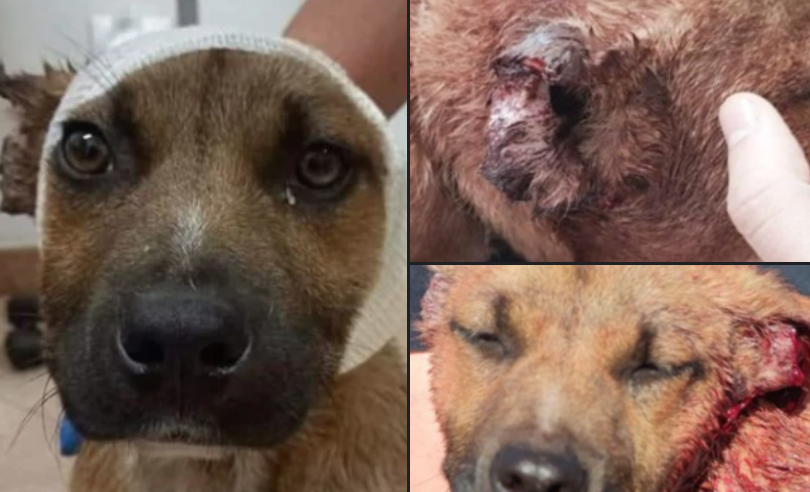 Tagliano l'orecchio a un cane randagio a Ragusa