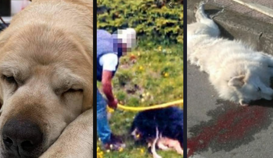 Cane Ucciso A Bastonate E Lasciato Morire Il Povero Birillo Stato Massacrato Voce Di Napoli