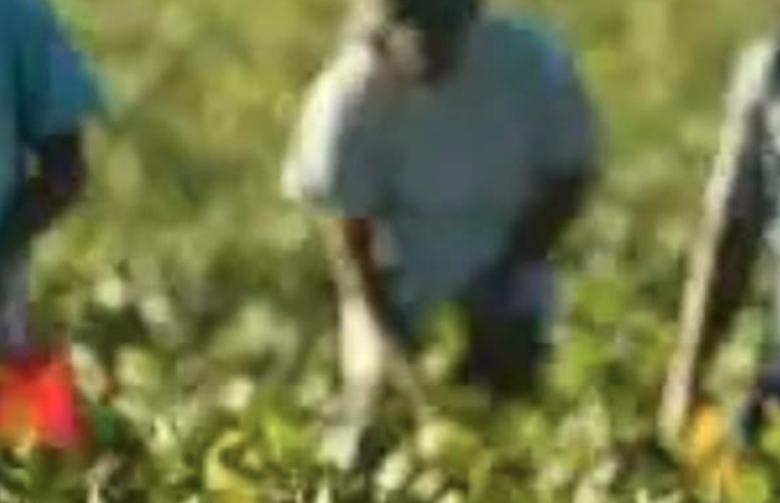 Muore bracciante a Parete