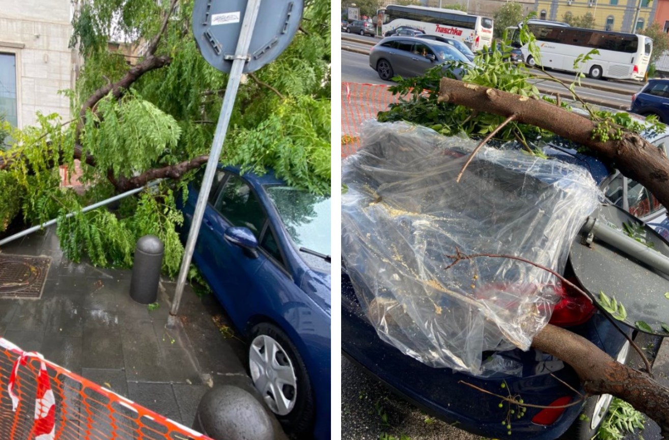 Albero su auto a Via Marina