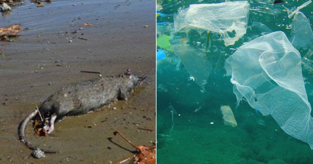 Divieto balneazione lucrino