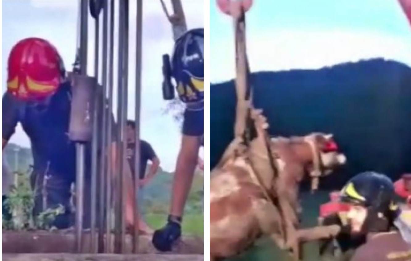 Mucca salvata nel pozzo