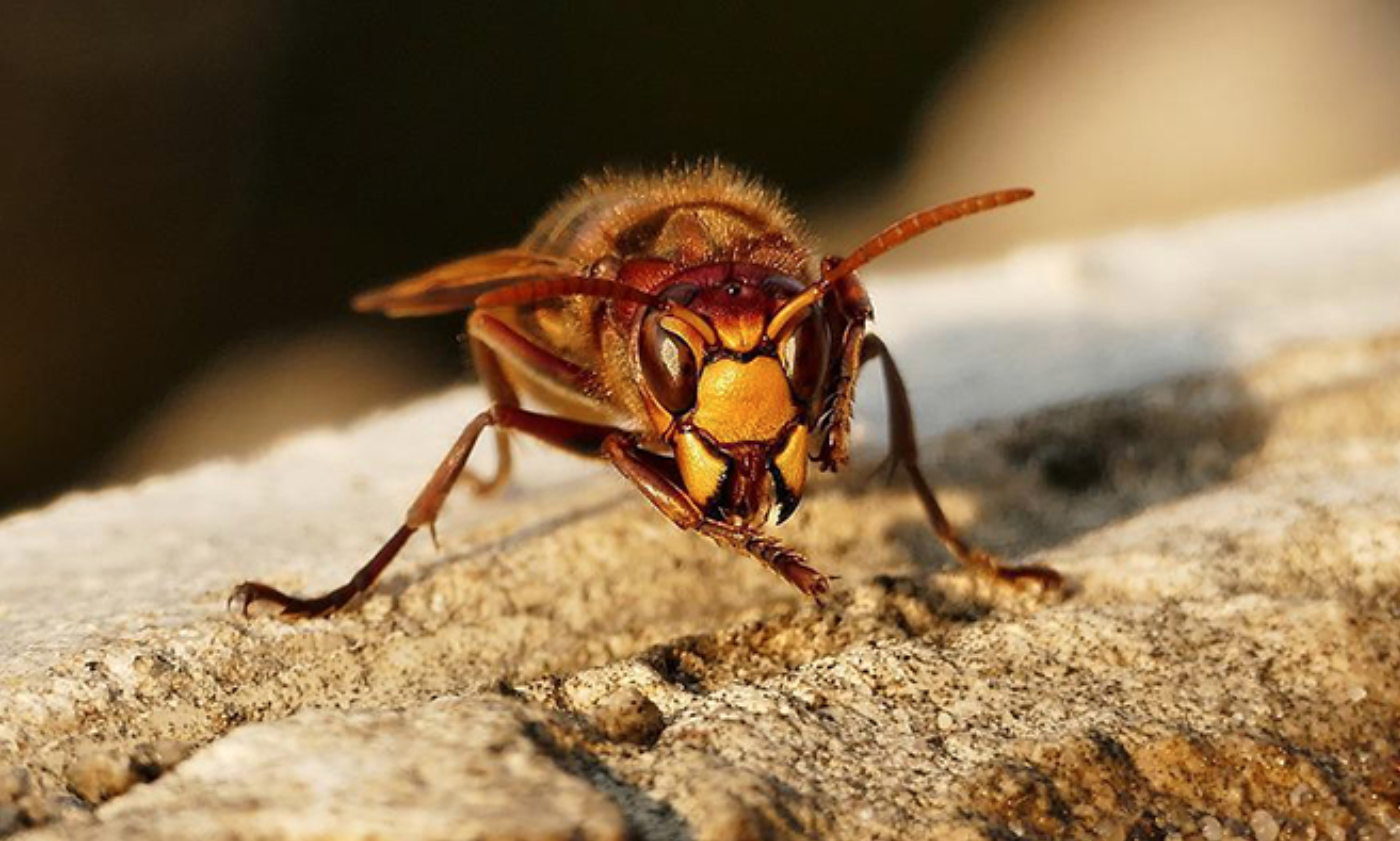 Punto da un calabrone in giardino e morto dopo poche ore