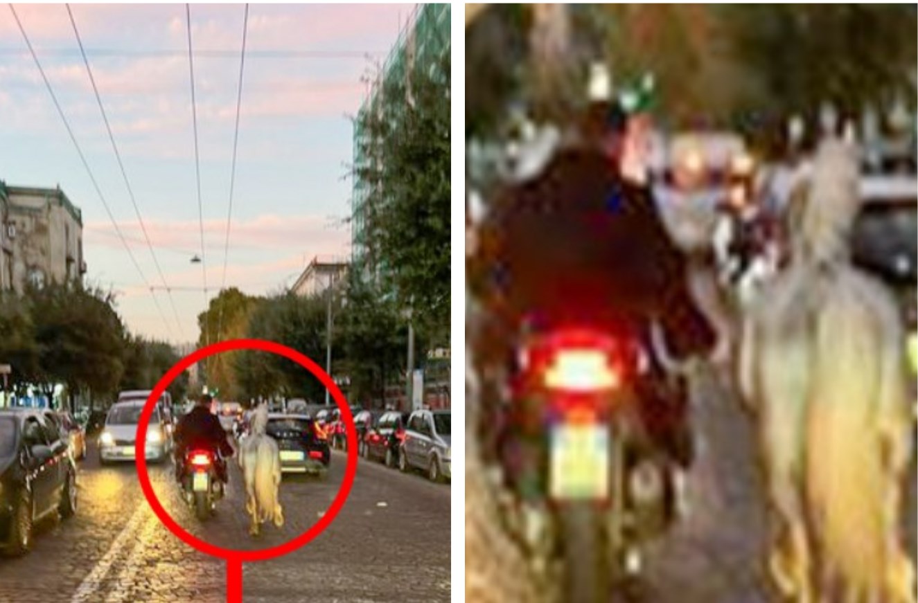 Traina cavallo dallo scooter