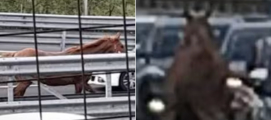 Cavallo galoppa contromano in tangenziale a Napoli